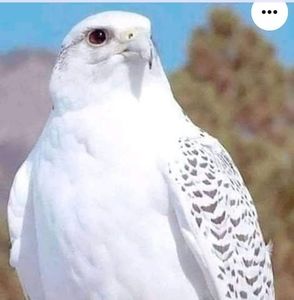 Meet your Posher, Dencioness